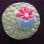 Cupcake flor de primavera